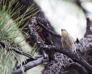 Yellow rumped Warbler 2602